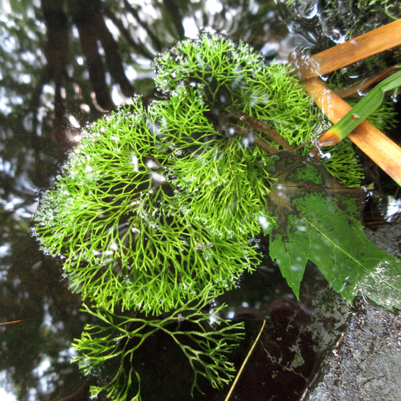 Riccia fluitans